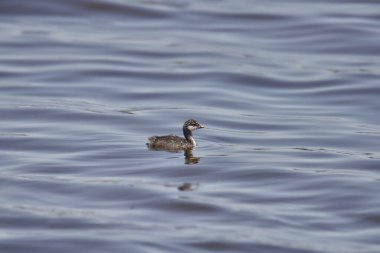 Eared Grebe (juvenile) (podiceps nigricollis) 
