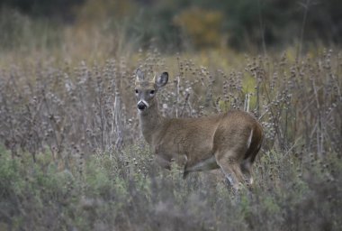 Beyaz kuyruklu geyik (odocoileus virginianus)