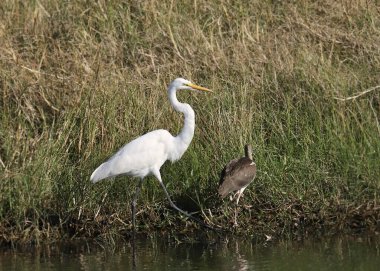 Büyük Egret (ardea alba)