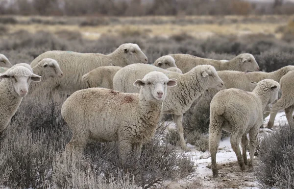 Stado Owiec Rasy Columbia Zaśnieżonej Prerii — Zdjęcie stockowe