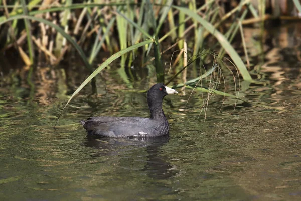 Americký Lyska Fulica Americana — Stock fotografie