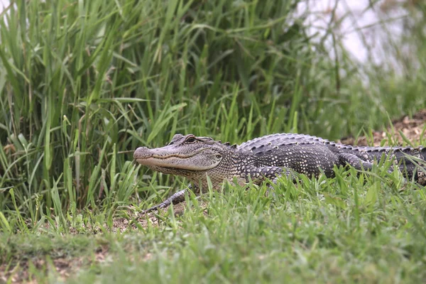 Amerikaanse Alligator Mississippiensis Uitgestrekt Het Gras — Stockfoto