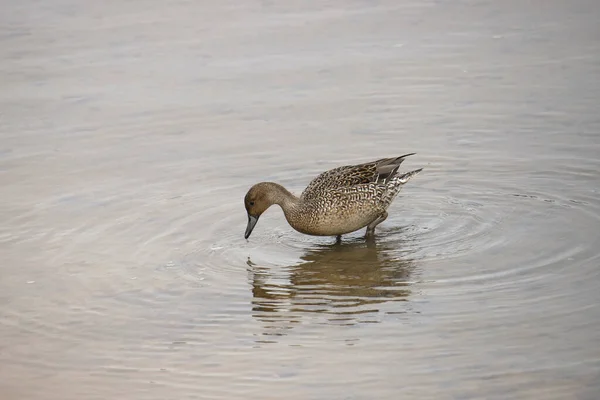 Canard Pilet Femelle Anas Acuta — Photo