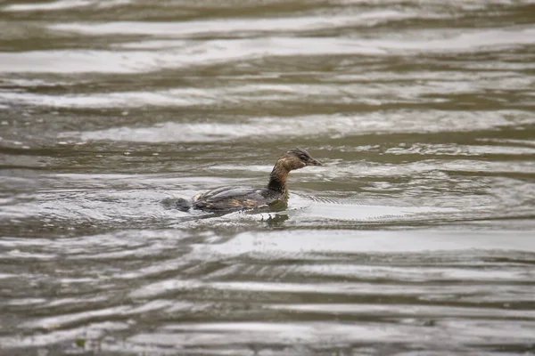 Pied Fakturerade Grebe Podilymbus Podiceps — Stockfoto