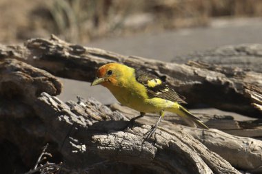 Western Tanager (erkek) piranga ludoviciana)