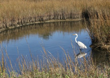 Great Egret (ardea alba) with a wetland pond all to itself clipart