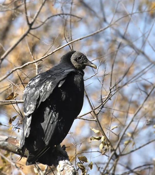 Abutre Preto Coragyps Atratus — Fotografia de Stock