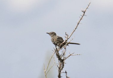Sage Thrasher (oreoscoptes montanus)