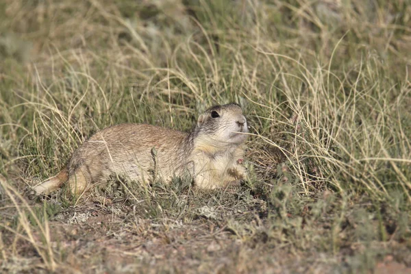 Perro Pradera Cola Blanca Cynomys Leucurus — Foto de Stock