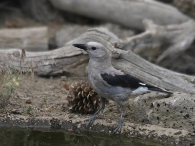Clark 'ın Fındıkkıranı (nucifraga columbiana)