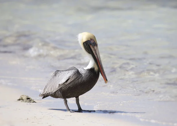 Pelícano Marrón Cría Occidentalis Pelecanus — Foto de Stock