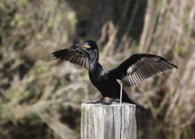 Çift tepeli karabatak (phalacrocorax auritus) kanatlarını güneşlendirir.