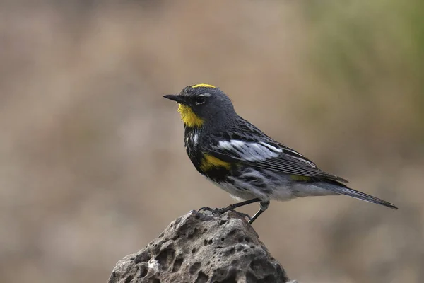 Paruline Croupion Jaune Audubon Mâle — Photo