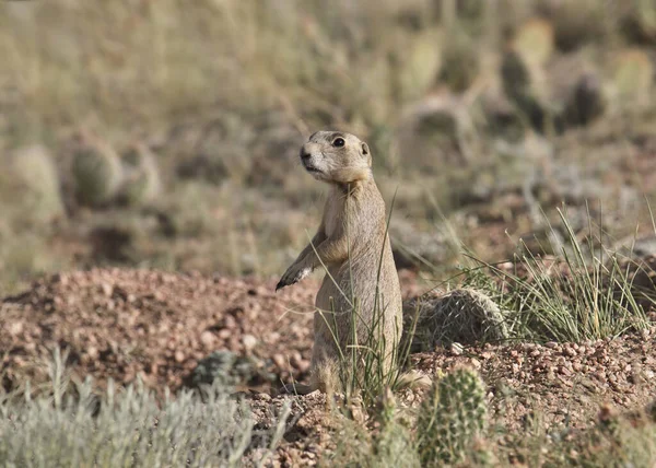 Chien Prairie Cynomys Leucurus — Photo