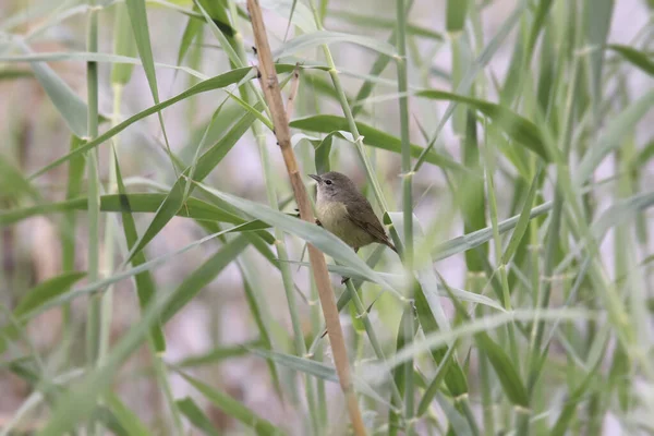 Turuncu Taçlı Warbler Orethlypis Celata — Stok fotoğraf