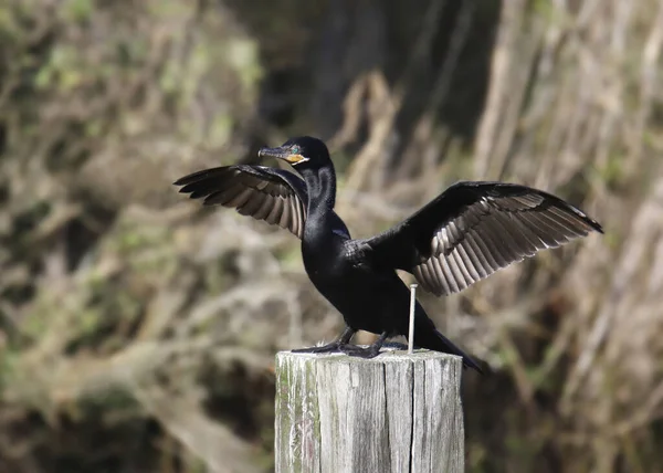 Подвійний Гребінець Корморант Phalacrocorax Auritus Затуляє Крила — стокове фото