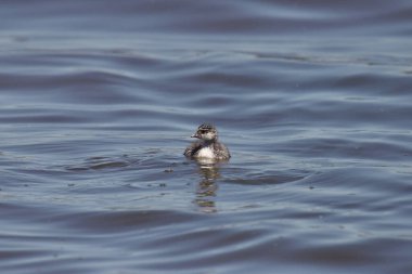 Eared Grebe (juvenile) (podiceps nigricollis)