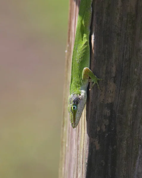 Zöld Gyík Anolis Carolinensis Napozás Kerítésoszlopon — Stock Fotó