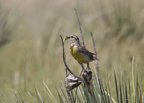 Sturnelle Des Prés Sturnella Neglecta Avec Son Bec Plein Insectes — Photo