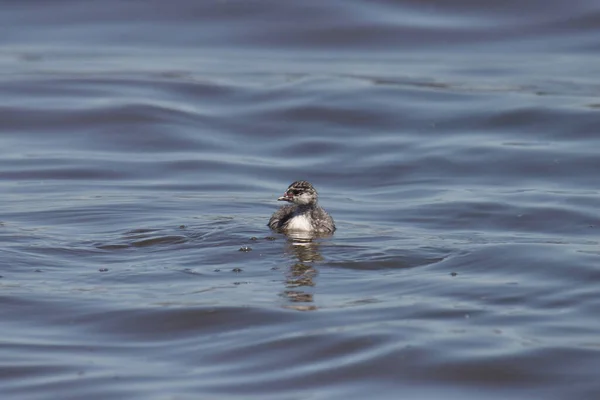 Grèbe Oreilles Juvénile Podiceps Nigricollis — Photo