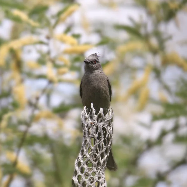 Phainopepla Hembra Phainopepla Nitens —  Fotos de Stock