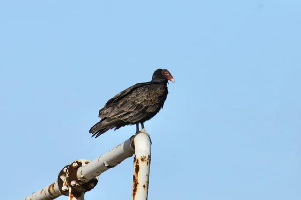 Turchia Avvoltoio Aura Catartica Appollaiato Tubo Arrugginito — Foto Stock