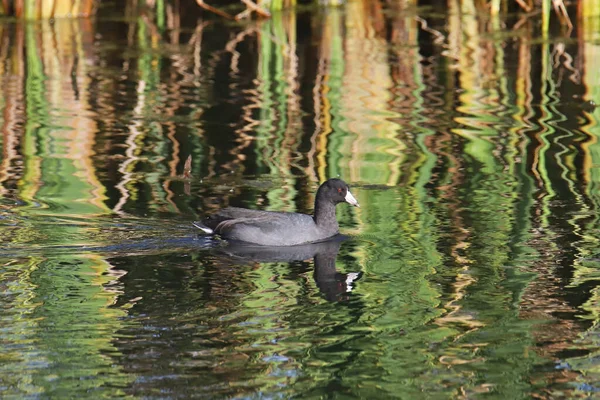 American Coot Fulica Americana Nageant Milieu Quelques Reflets Colorés — Photo