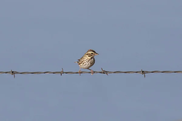 Passero Della Savana Passerculus Sandwichensis — Foto Stock