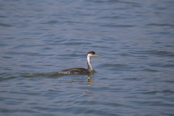 Grebe Occidental Aechmophorus Occidentalis —  Fotos de Stock