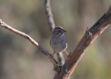 Brewer 's Sparrow (spizella breweri) 