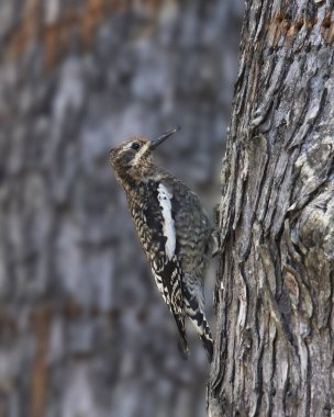 Sarı karınlı Sapsucker (olgunlaşmamış) (sphyrapicus varius))