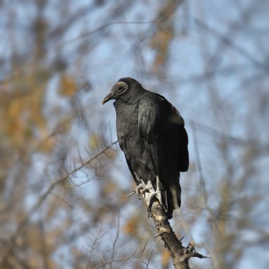 Kara Akbaba (koragyps atratus)) 