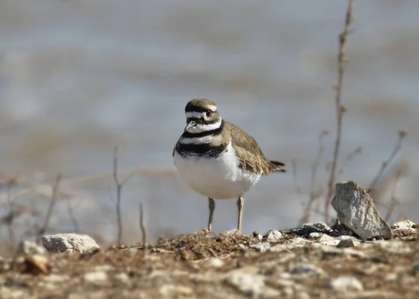 Killdeer Charadrius Vociferus Stojący Skalnej Linii Brzegowej — Zdjęcie stockowe