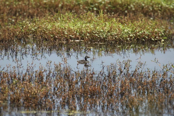 Grebe Bico Torto Juvenil Podilymbus Podiceps — Fotografia de Stock