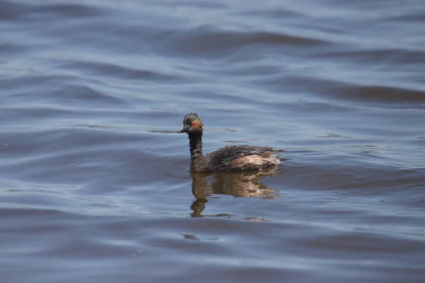 Oor Grebe Podiceps Nigricollis — Stockfoto