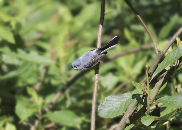 Moucherolle Bleu Gris Polioptila Caerulea Perché Dans Arbre Très Feuillu — Photo