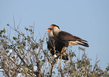 İki Kuzey Armalı Karakara (caracara cheriway))