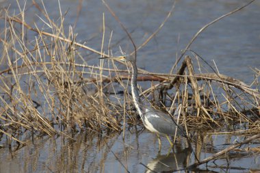 Üç renkli balıkçıl (egretta üç renkli))