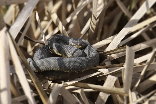 Düz karınlı Su Yılanı (nerodia erythrogaster) bazı kuru sazlıklara kıvrılmış