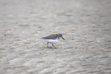 En az Sandpiper (üremeyen) (calidris minultilla))
