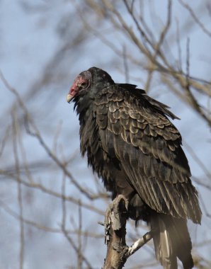 Türkiye Akbabası (katartes aura)) 
