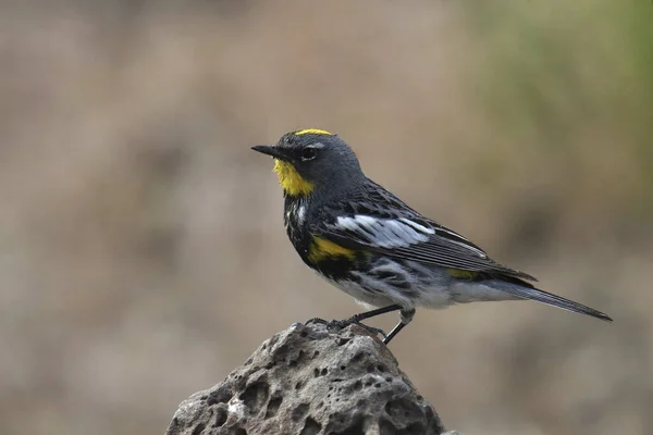 Gulstjärtad Sångare Audubon Hane Setophaga Coronata — Stockfoto