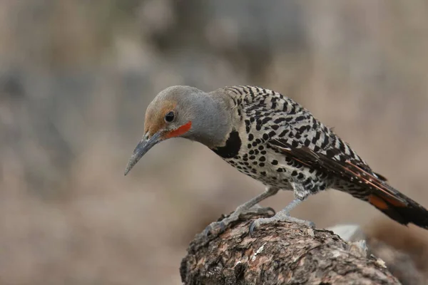 Északi Villámhárító Vörös Aknás Hím Colaptus Auratus — Stock Fotó