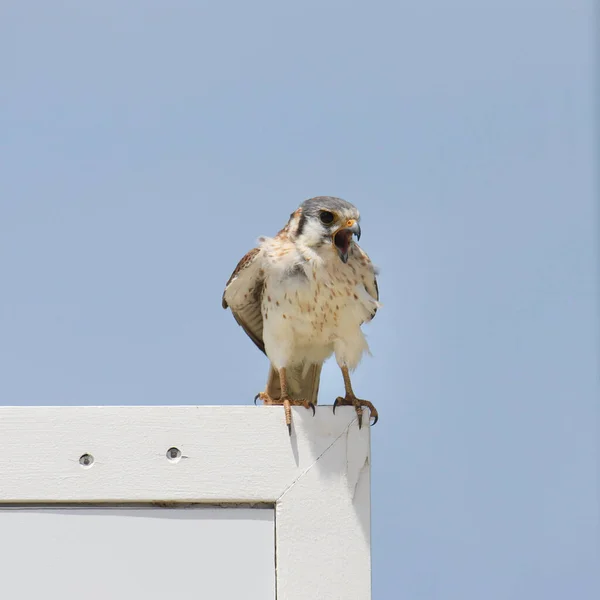 Kestrel Americano Feminino Falco Sparverius — Fotografia de Stock