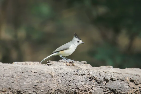 Schwarzkopfmeise Baeolophus Atricristatus — Stockfoto