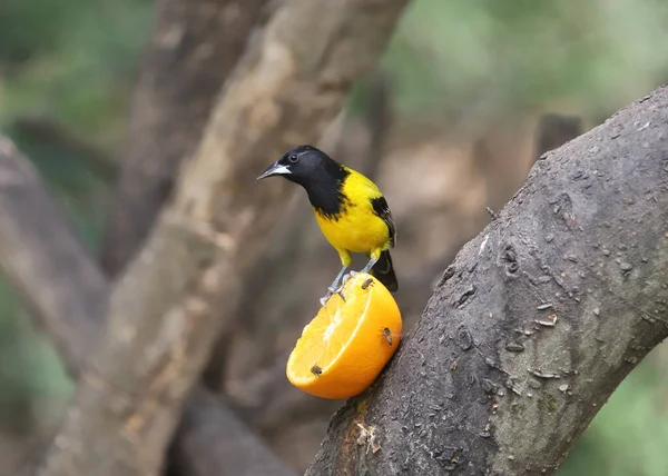 奥杜邦的猎户座 Icterus Graduacauda — 图库照片