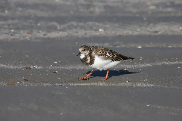 Ruddy Turnstone Arenaria Interpretuje — Zdjęcie stockowe