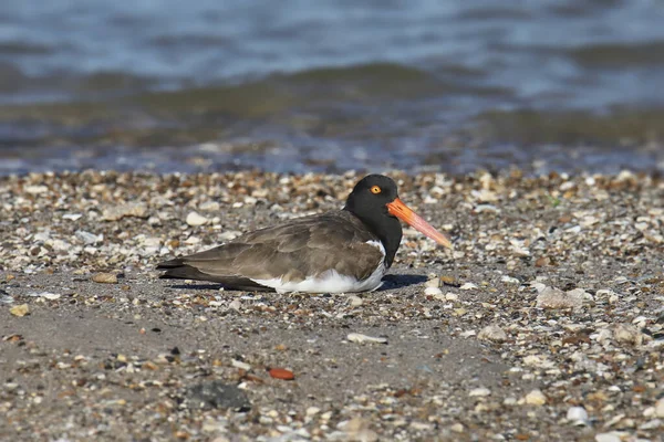 American Oystercatcher Haematopus Palliatus — Stock Photo, Image