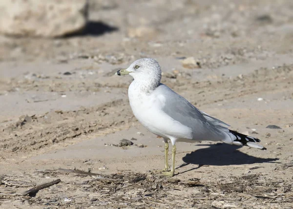 Ring Billed Gull Nonbreeding Larus Delawarensis — Stock Photo, Image