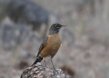 Amerikalı Robin (turdus migratorius) 